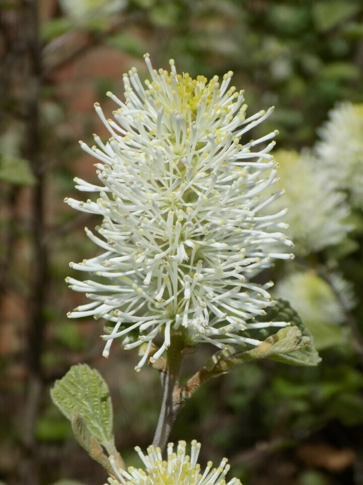 Witch Alder 'Mount Airy'
