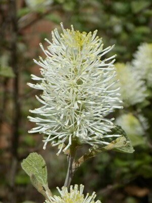 Witch Alder 'Mount Airy'