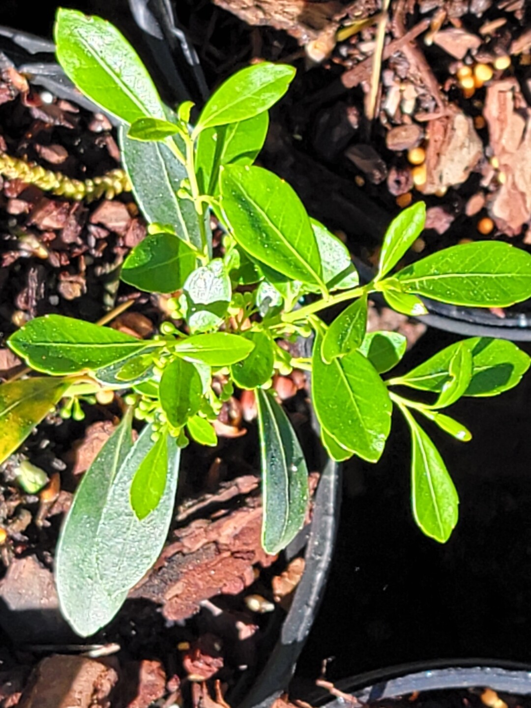 Inkberry Holly 'Bob Rappleye' (male)