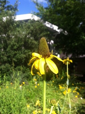 Giant Coneflower