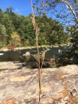 Little Bluestem