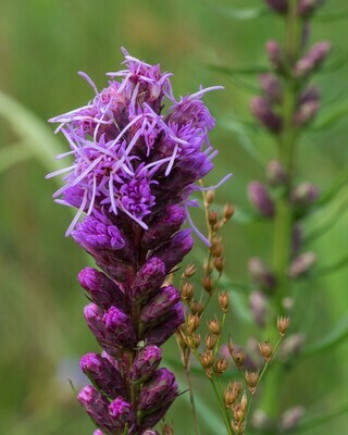 Dense Blazing Star