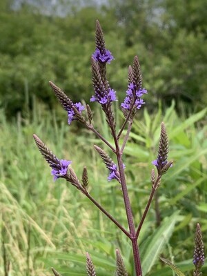 Blue Vervain