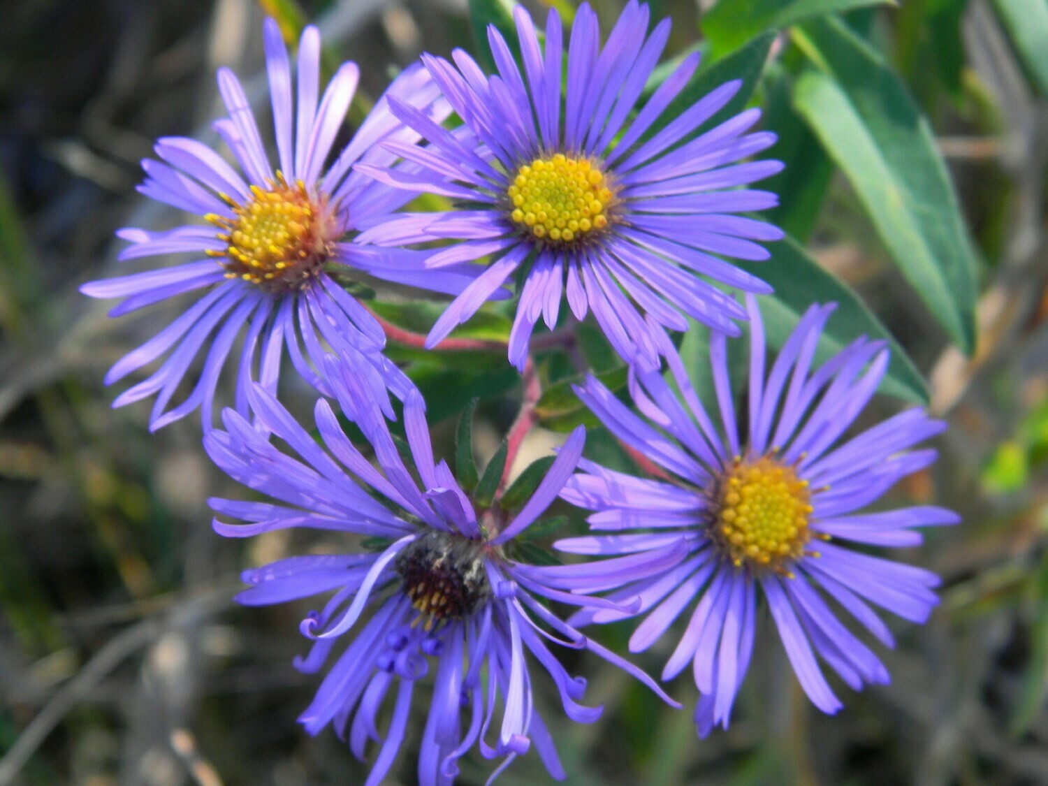 New England Aster