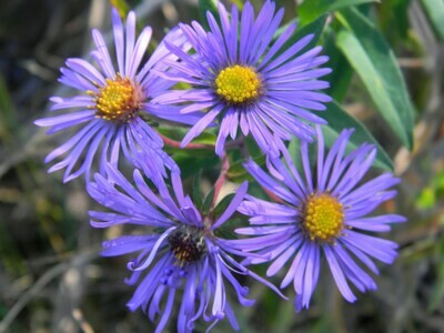 New England Aster