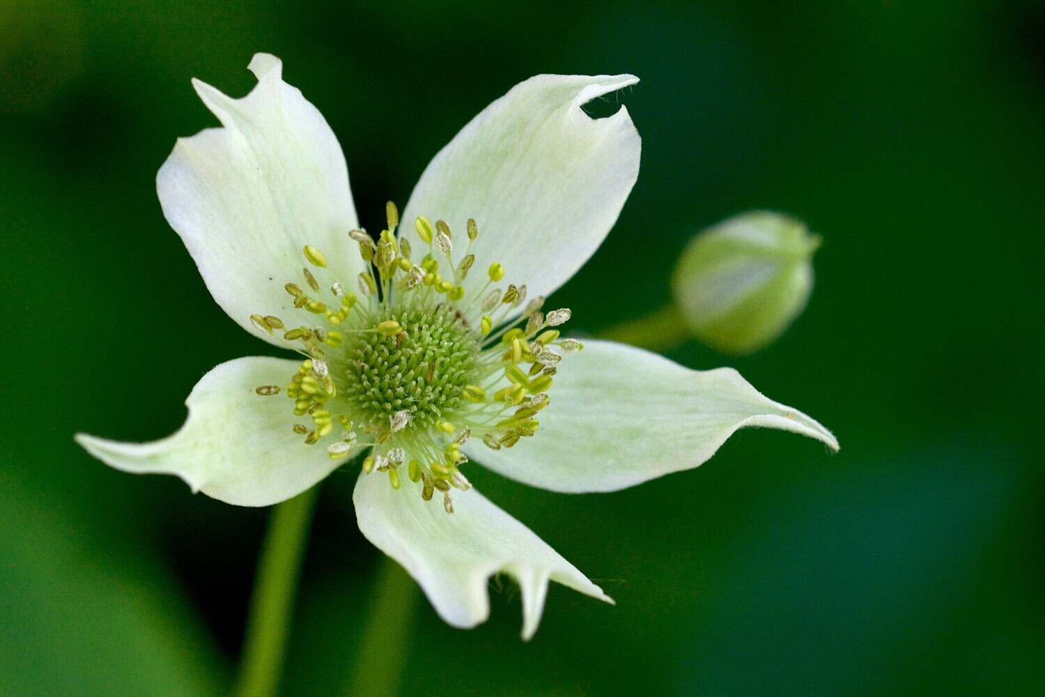 Thimbleweed