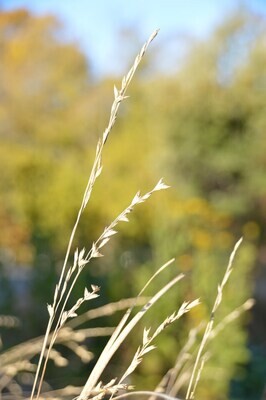 Obvate Beak Grass