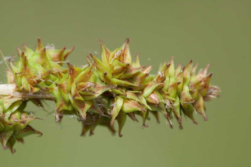 Eastern Fox Sedge