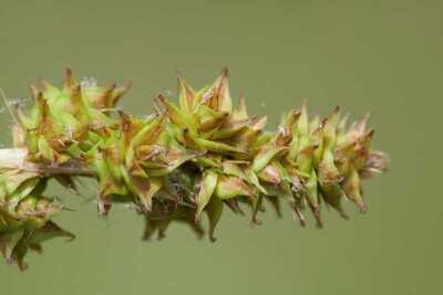 Eastern Fox Sedge