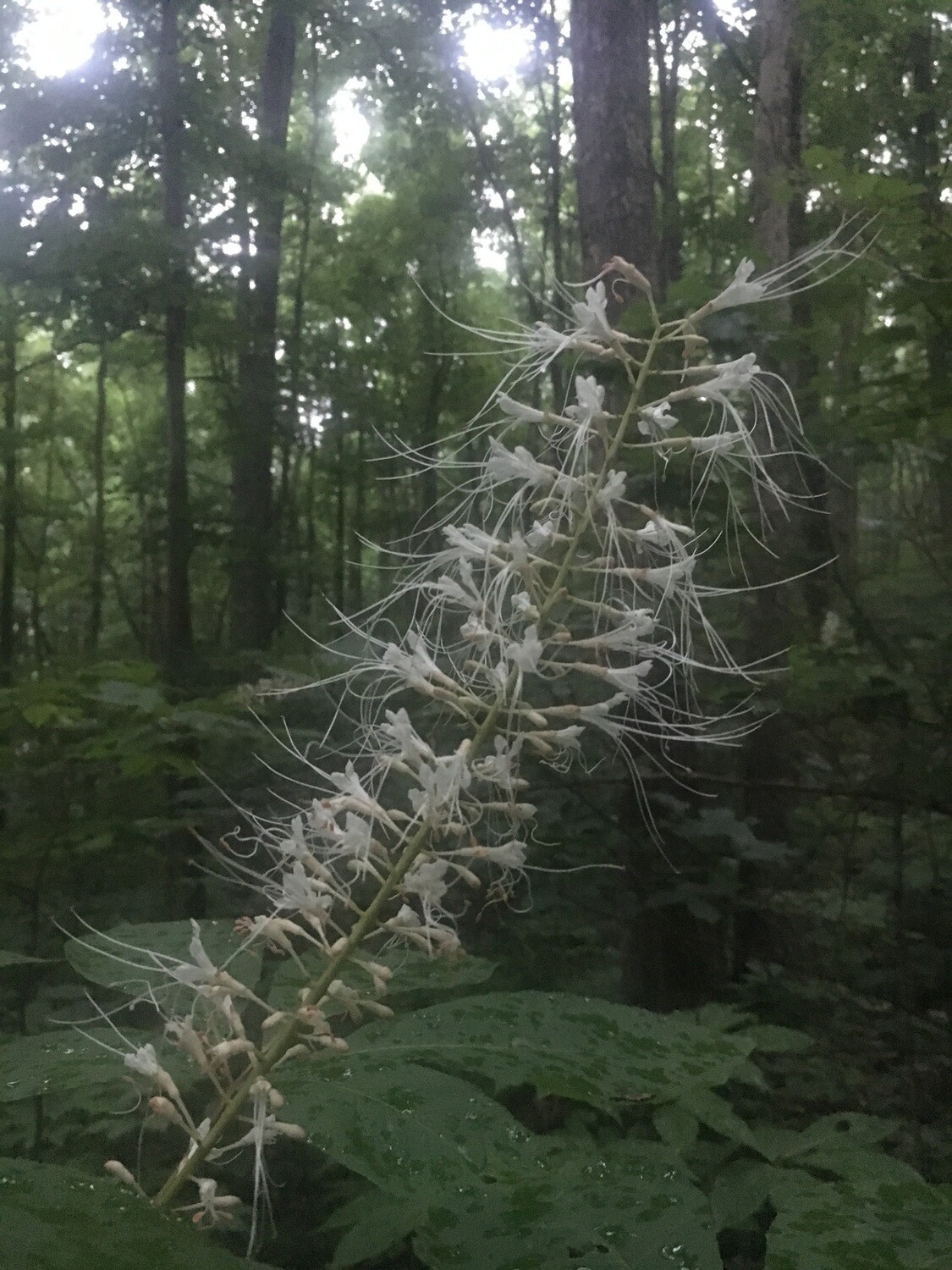 Bottlebrush Buckeye