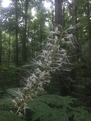 Bottlebrush Buckeye