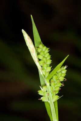 Woodland Sedge