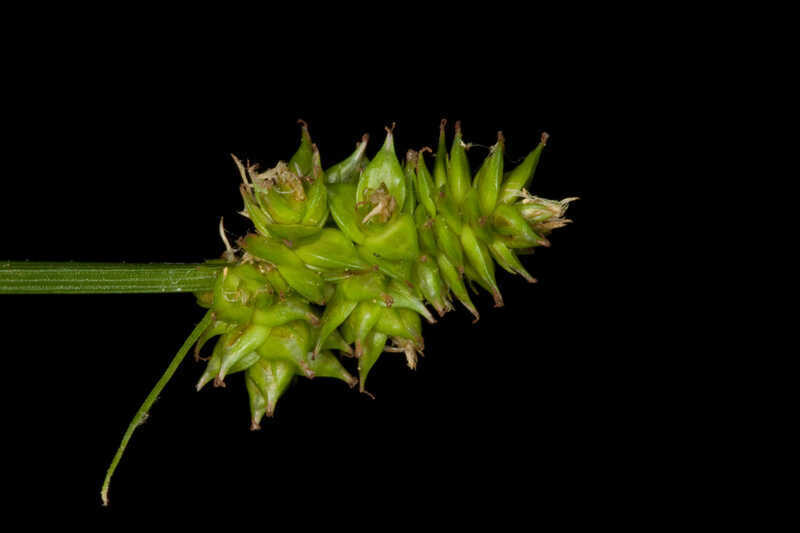 Lawn Sedge