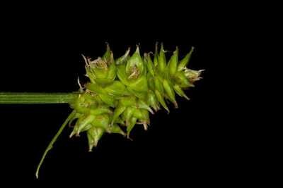 Lawn Sedge