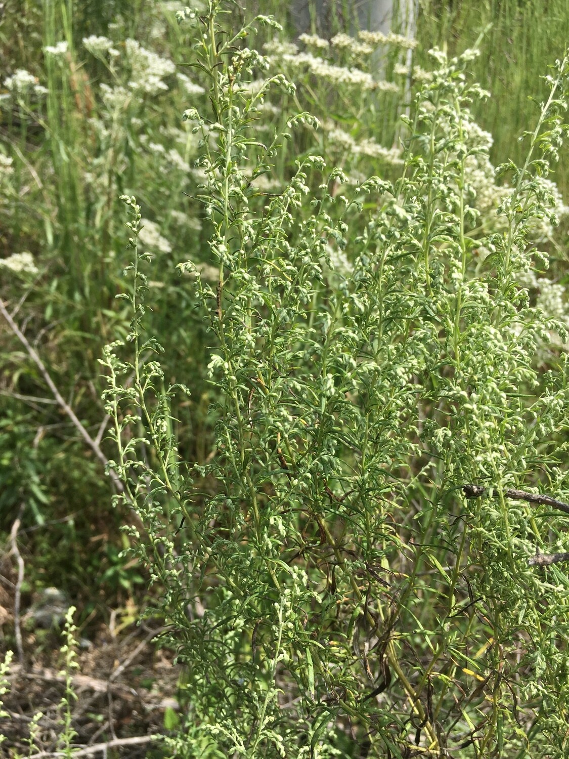 Silver Wormwood