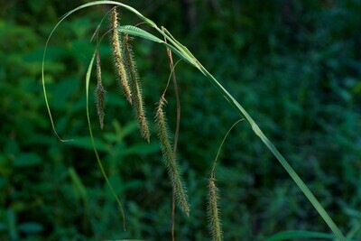 Fringed Sedge