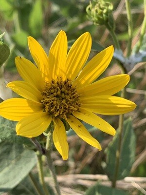 Hairy Woodland Sunflower