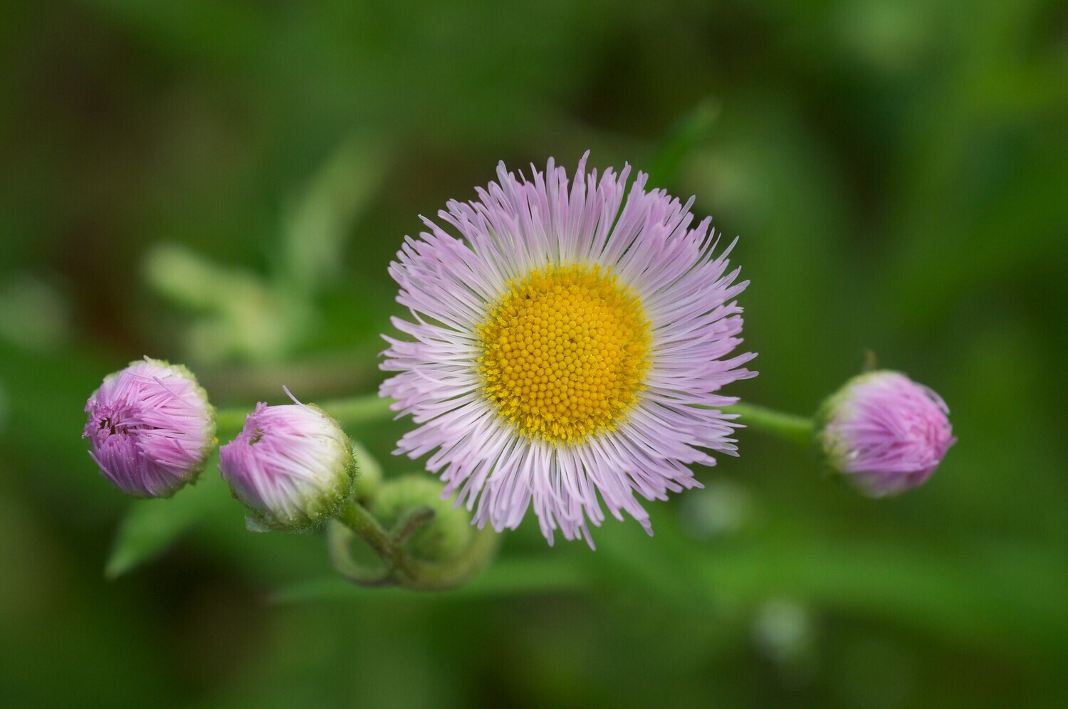 Daisy Fleabane
