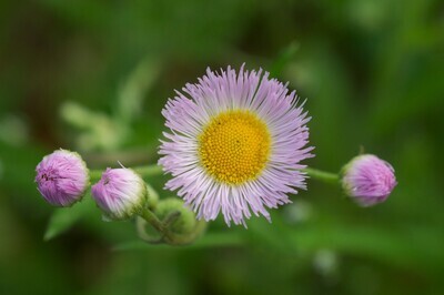 Daisy Fleabane