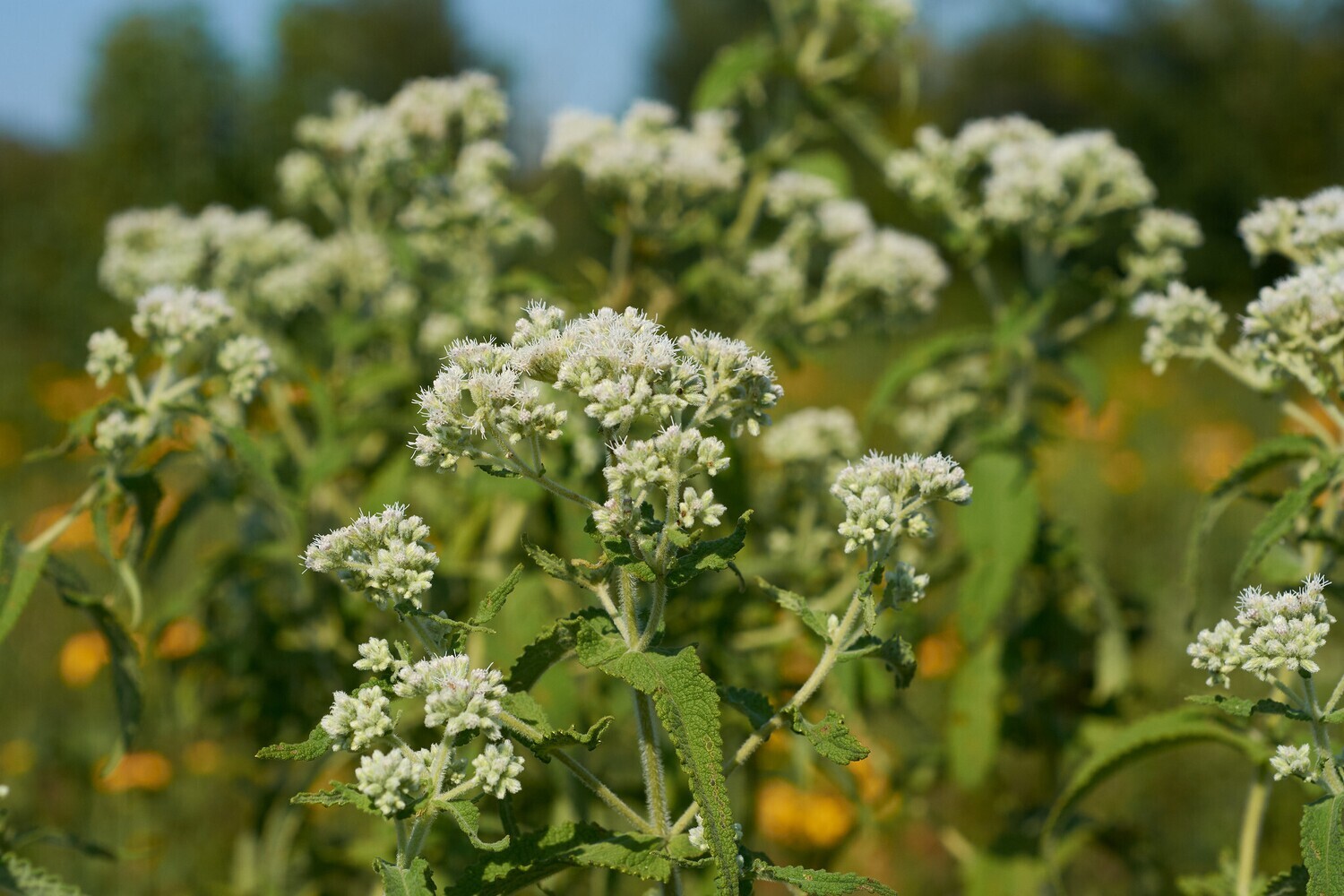 Boneset