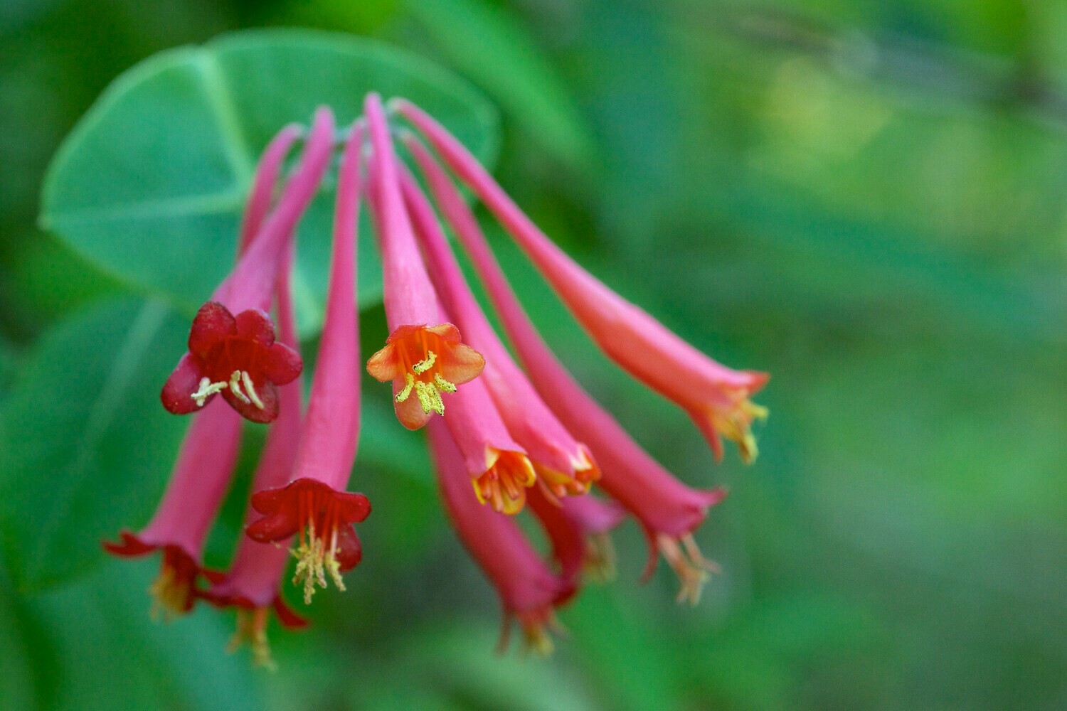 Coral Honeysuckle