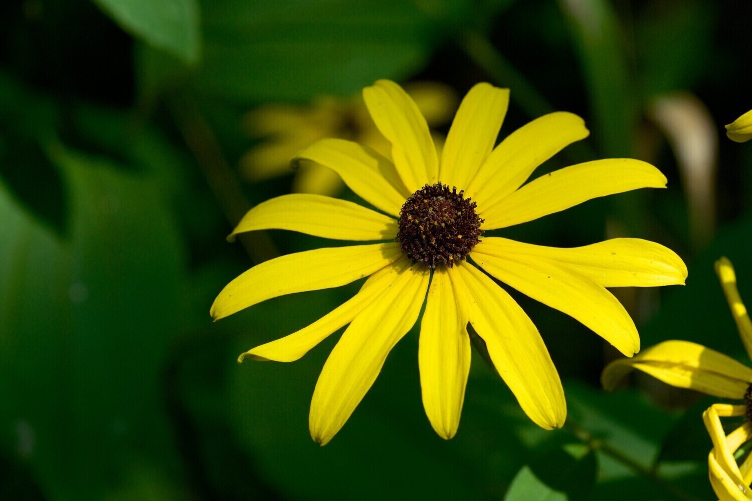 Sweet Black-eyed Susan
