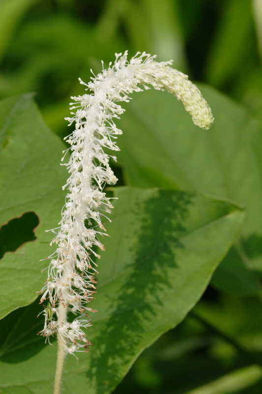 Lizard's Tail