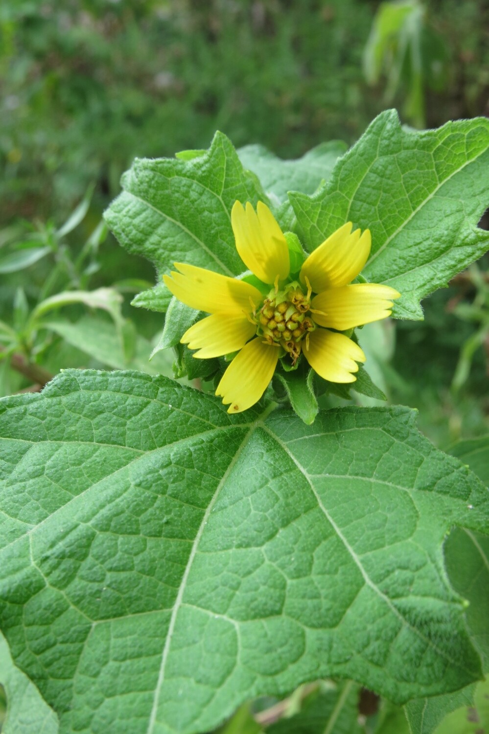Hairy Leafcup