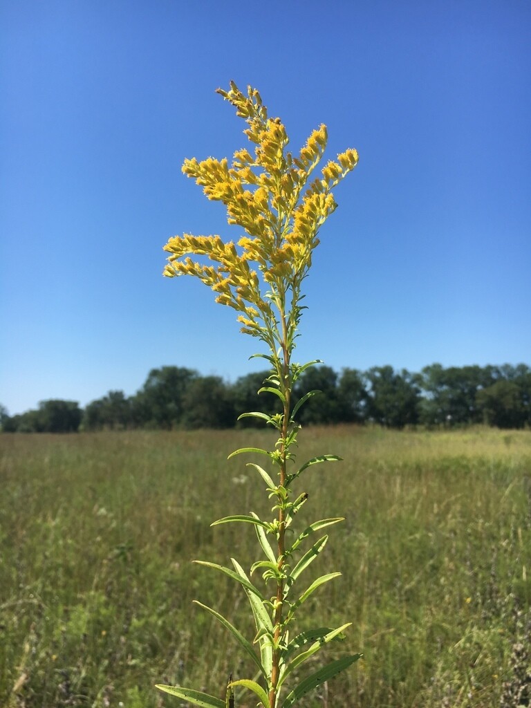 Prairie Goldenrod