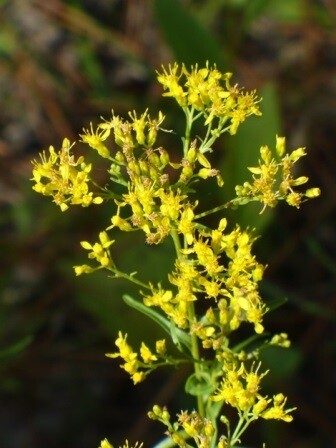 Shiny Goldenrod