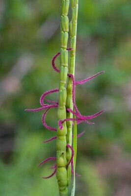 Eastern Gamagrass