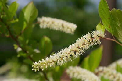 Virginia Sweetspire 'Little Henry'