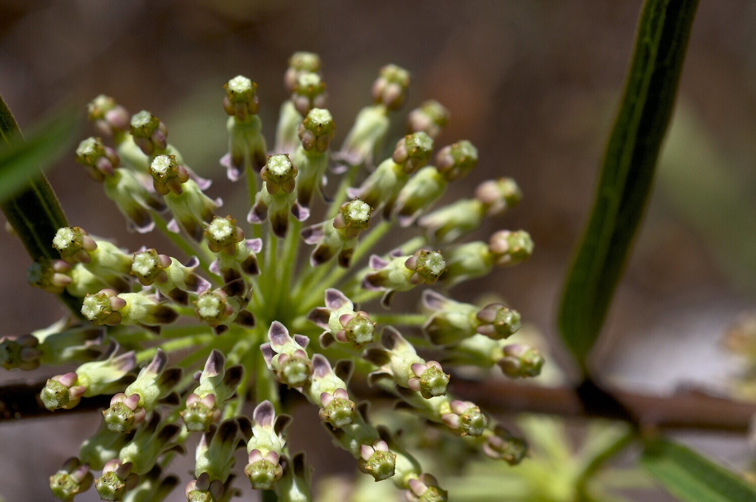 Tall Milkweed