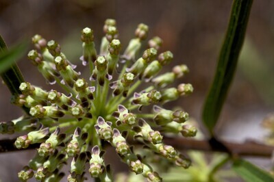 Tall Milkweed