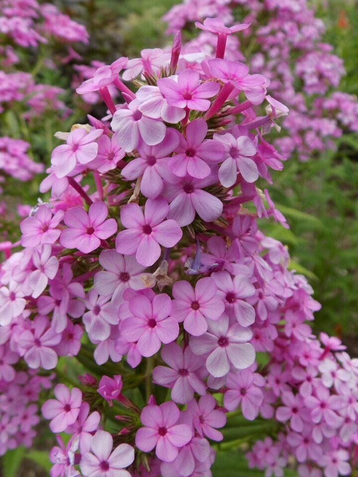 Summer Phlox 'Jeana'