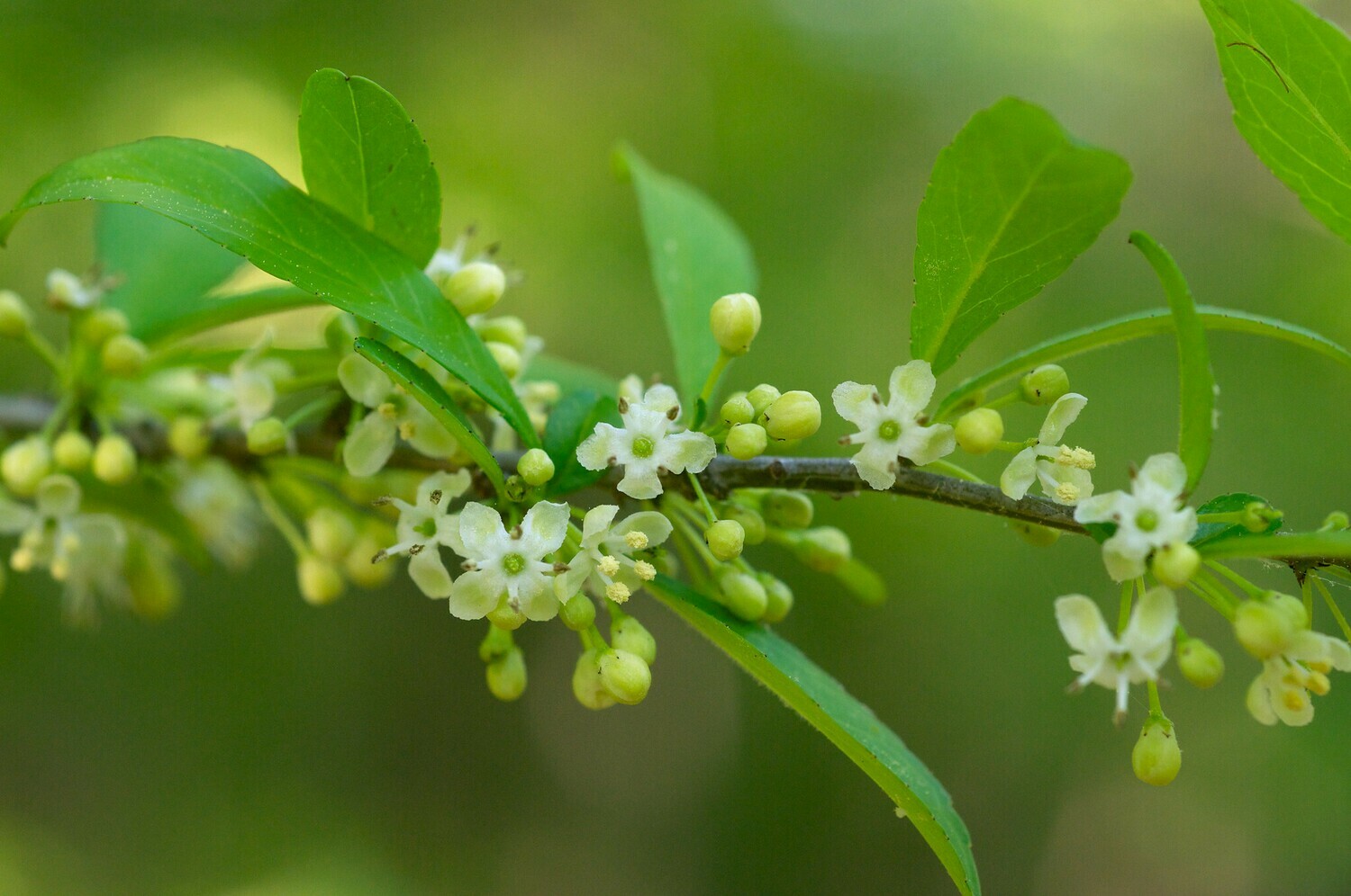 Possumhaw (unsexed)
