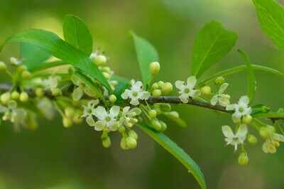 Possumhaw (unsexed)