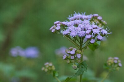 Blue Mistflower