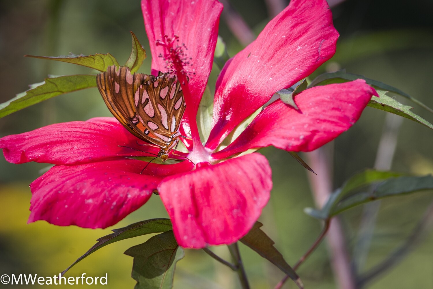 Texas Star Hibiscus