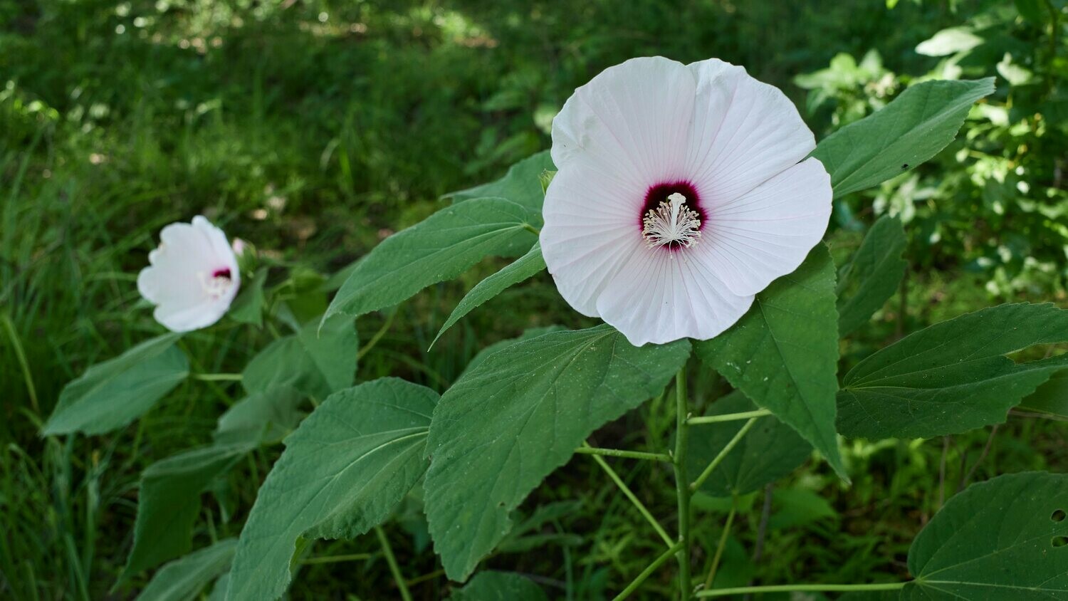 Rose Mallow