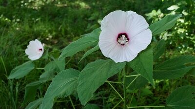 Rose Mallow