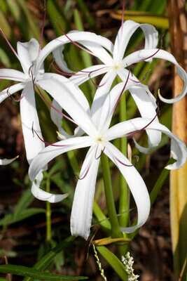 Southern Swamp Lily