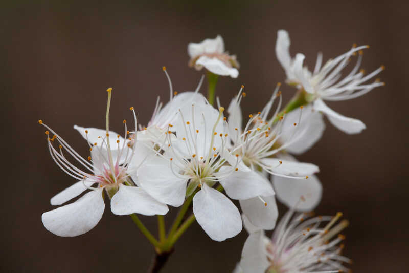 Big Tree Plum