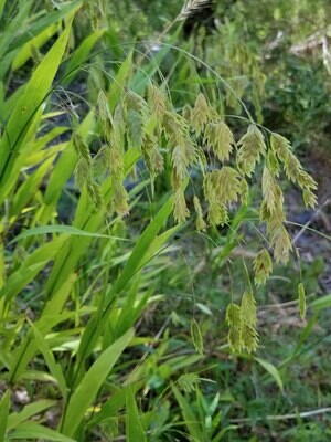 River Oats