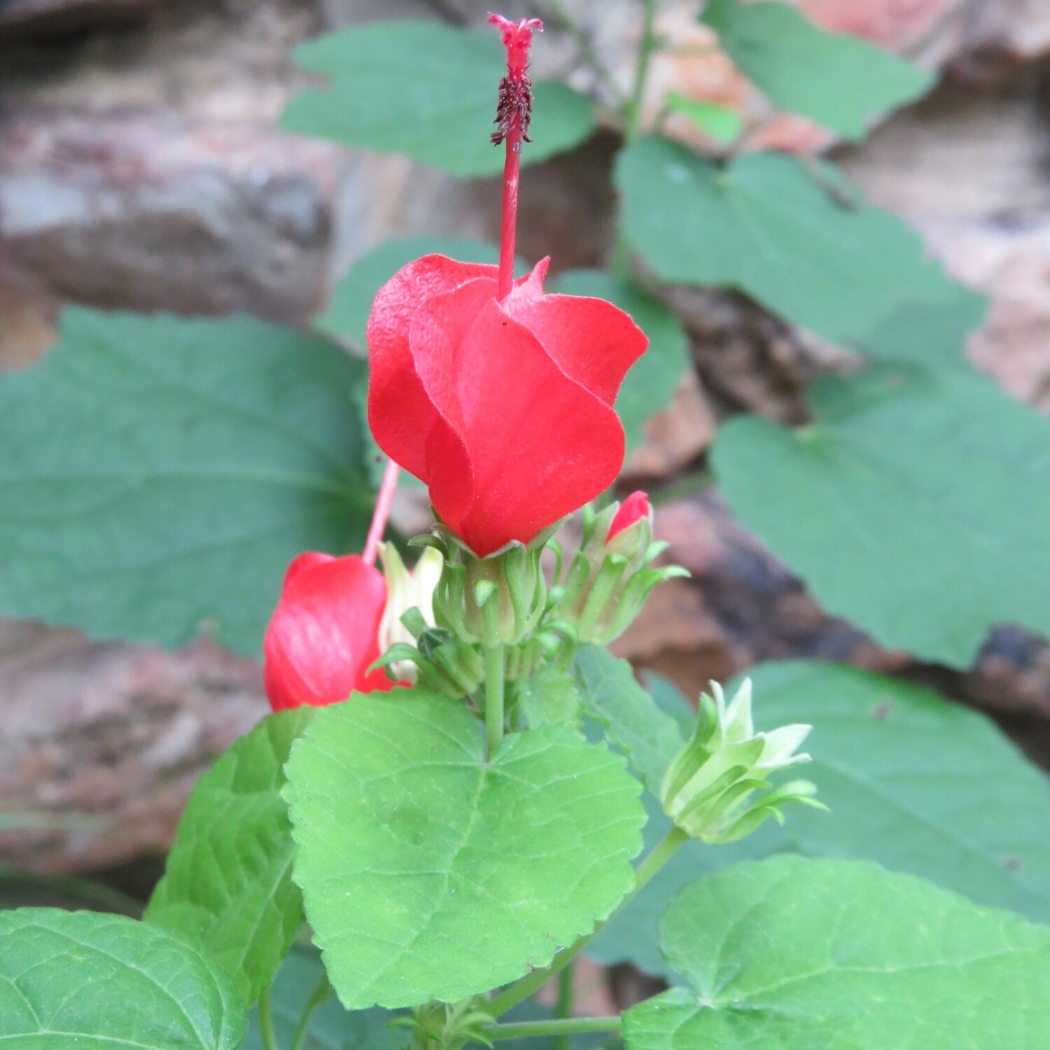 Turk's Cap