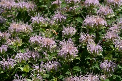 Beebalm