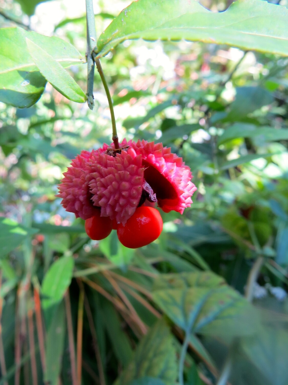Strawberry Bush