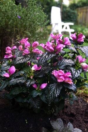 Turtlehead 'Tiny Torgtuga'