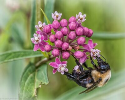 Swamp Milkweed