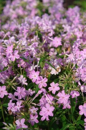 Carolina Phlox 'Kim'